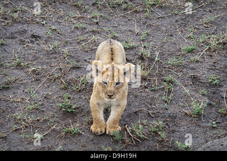 Niedliche, kleine afrikanische Löwenjunges, Panthera Leo, blickte in die Kamera, Masai Mara National Reserve, Kenia, Afrika Stockfoto