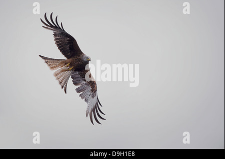 Ein Raptor Raubvogel erweitert Rotmilan (Milvus Milvus) während des Fluges mit Flügeln, einen Bissen von AAS in seinen Krallen hält. Stockfoto