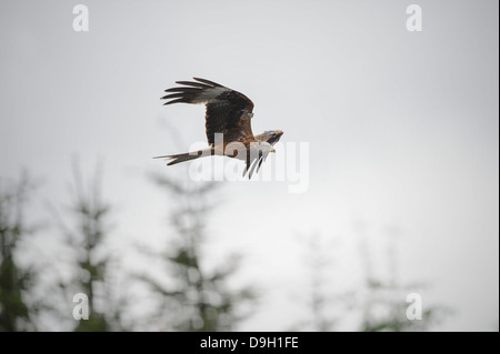 Ein Rotmilan (Milvus Milvus) im Flug über Bäume am Bwlch Nant Yr Arian, Ceredigion, Westwales. Tags sind sichtbar auf beiden Flügeln. Stockfoto