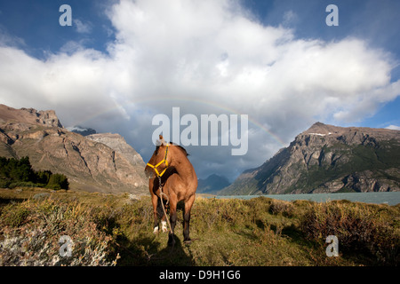 Glacier Nationalpark. Ein Pferd neben dem See Viedma Stockfoto