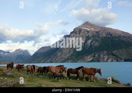 Glacier Nationalpark. Umgruppierung von Pferde zum Reiten. Stockfoto