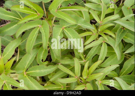 Korsische Nieswurz oder Helleborus Argutifolius Laub Detail. Stockfoto