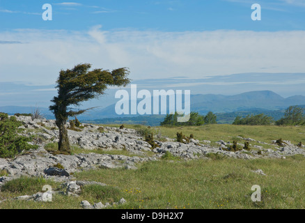 Wind-durchgebrannten Baum auf Whitbarrow Narbe, South Lakeland, Cumbria, England UK Stockfoto