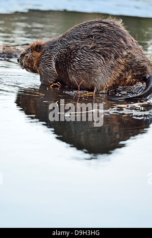 Eine Seite-View-Bild von einem Erwachsenen Biber Eintauchen ins Wasser mit Exemplar am unteren Bildrand. Stockfoto