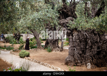 Olivenbäume im Garten von Gethsemane, Jerusalem, Israel. Stockfoto