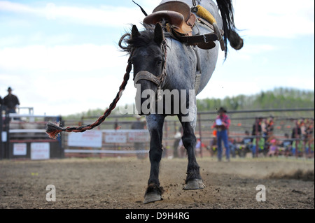 Ein unruhiges Pferd immer noch Ruckeln nach verdrängen seiner Reiterin Stockfoto