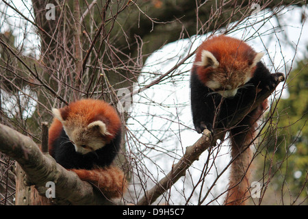 Rote Pandas im Zoo von Dublin. Stockfoto