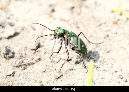 Detaillierte Makro eine grüne Sandlaufkäfer (Cicindela Campestris) Stockfoto