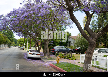 Jacaranda-Baum in voller Blüte auf ruhigen Wohnstraße Stockfoto