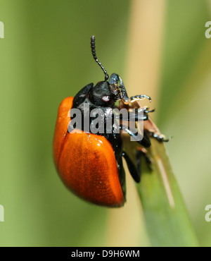 Nahaufnahme Makro Bild der breitschultrige Getreidehähnchen oder Pappel Käfer (Chrysomela Populi oder Melasoma Populi) Stockfoto