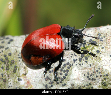 Nahaufnahme der breitschultrige Getreidehähnchen oder Pappel Käfer (Chrysomela Populi oder Melasoma Populi) Stockfoto