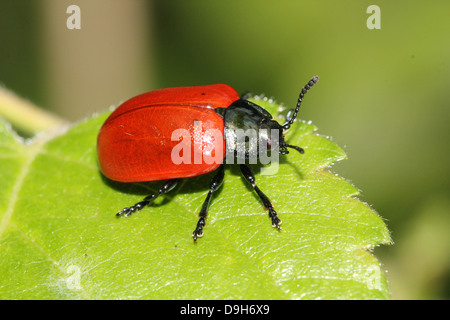 Nahaufnahme Makro Bild der breitschultrige Getreidehähnchen oder Pappel Käfer (Chrysomela Populi oder Melasoma Populi) Stockfoto