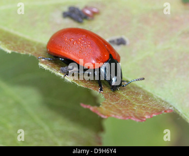 Nahaufnahme Makro Bild der breitschultrige Getreidehähnchen oder Pappel Käfer (Chrysomela Populi oder Melasoma Populi) Stockfoto