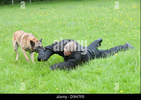 Polizeihund Handler angegriffen während einer Trainingseinheit Stockfoto