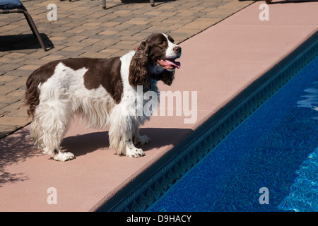 Springer Spaniel Hund steht am Pool, USA Stockfoto