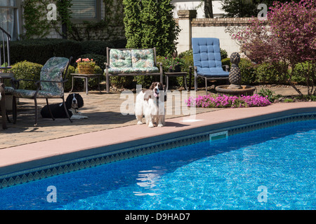 Springer Spaniel Haustier steht Hund am Pool, Showcase Wohn-Haus, USA Stockfoto