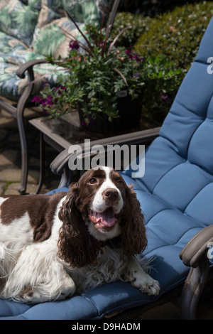 Springer Spaniel Haustier Hund entspannt am Pool Lounge Chair, USA Stockfoto
