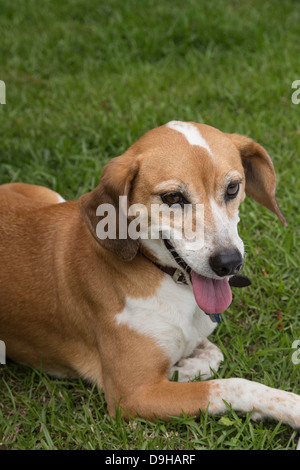 Nahaufnahme, gemischte Rasse Hund, USA Stockfoto