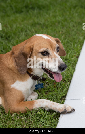 Nahaufnahme, gemischte Rasse Hund, USA Stockfoto