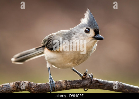 Tufted Meise thront auf einem Ast Stockfoto