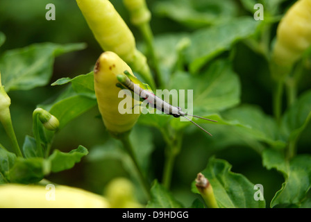 Heuschrecke Typ Insect Pest Bug Angriff Pfeffer kühl (Capsicum Annuum) Pflanzen in Kerala Indien Stockfoto