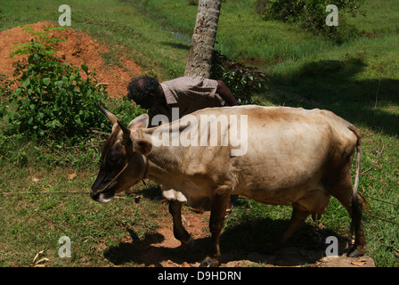 Dorf-Bauer mit seiner Kuh in Kerala Indien Stockfoto