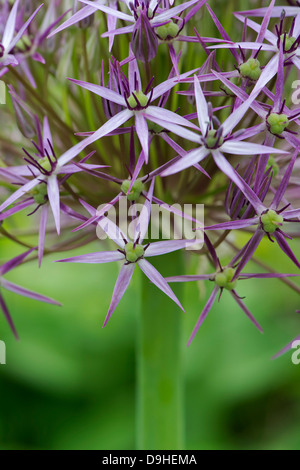 Galtonia candicans Blume. Star von Persien. Stockfoto