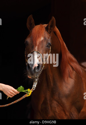 Porträt von einem herrlichen reinrassigen arabischen Hengst vor schwarzem Hintergrund Stockfoto