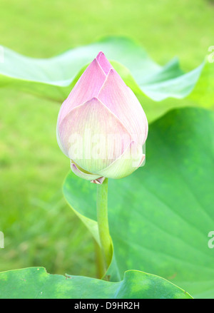 Lotusblume Knospen Lotus und Lotus Blume Pflanzen. Stockfoto