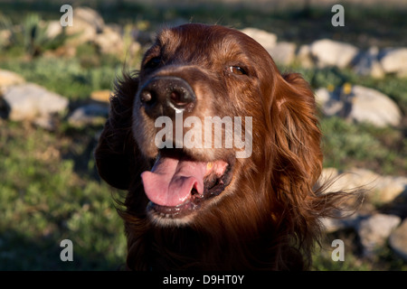 Nahaufnahme der ein irischer Setter, Blick in die Kamera Stockfoto