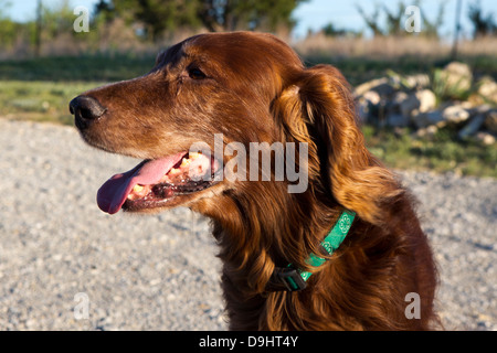 Ein Irish Red Setter steht auf einem Kiesweg Stockfoto