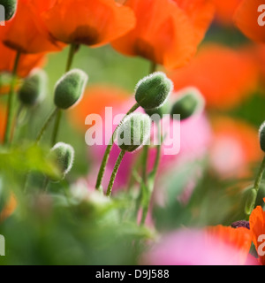 Knospen und roten Mohnblumen im Sommer Garten, rosa Pfingstrosen im Hintergrund Stockfoto