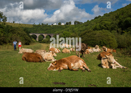 zwei Menschen, die zu Fuß vorbei an große Herde Kühe ruhen in einem Feld mit Monsal Viadukt im Hintergrund Derbyshire Stockfoto