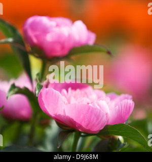 Schöne rosa Pfingstrosen im Sommer Garten, rote Mohnblumen auf Hintergrund Stockfoto