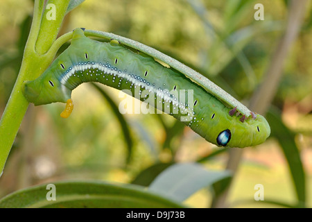 Ein Oleander Hawk-Moth Caterpillar Schlemmen auf einem Blatt Nerium Oleander Pflanze. Stockfoto