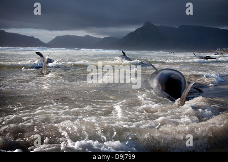 Im Jahr 2009 strandeten Pod falsche Killerwale sich selbst auf mysteriöse Weise Küstenlinie Süden Halbinsel in Cape Town, South Africa Stockfoto