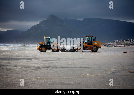 Im Jahr 2009 strandeten Pod falsche Killerwale sich selbst auf mysteriöse Weise Küstenlinie Süden Halbinsel in Cape Town, South Africa Stockfoto