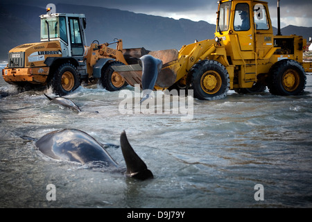 Im Jahr 2009 strandeten Pod falsche Killerwale sich selbst auf mysteriöse Weise Küstenlinie Süden Halbinsel in Cape Town, South Africa Stockfoto