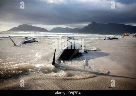 Im Jahr 2009 strandeten Pod falsche Killerwale sich selbst auf mysteriöse Weise Küstenlinie Süden Halbinsel in Cape Town, South Africa Stockfoto