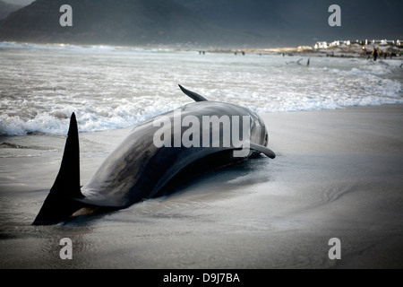 Im Jahr 2009 strandeten Pod falsche Killerwale sich selbst auf mysteriöse Weise Küstenlinie Süden Halbinsel in Cape Town, South Africa Stockfoto