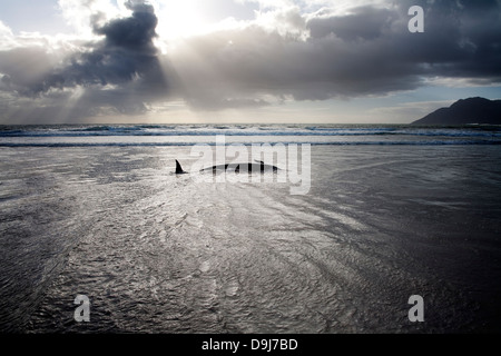 Im Jahr 2009 strandeten Pod falsche Killerwale sich selbst auf mysteriöse Weise Küstenlinie Süden Halbinsel in Cape Town, South Africa Stockfoto