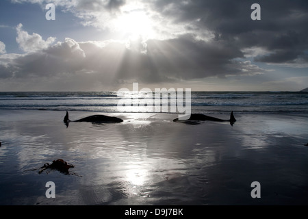 Im Jahr 2009 strandeten Pod falsche Killerwale sich selbst auf mysteriöse Weise Küstenlinie Süden Halbinsel in Cape Town, South Africa Stockfoto