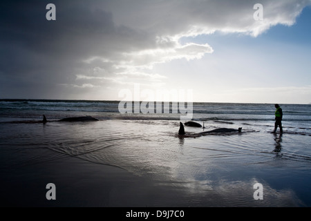 Im Jahr 2009 strandeten Pod falsche Killerwale sich selbst auf mysteriöse Weise Küstenlinie Süden Halbinsel in Cape Town, South Africa Stockfoto