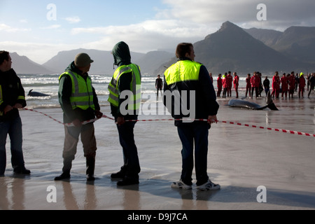 Im Jahr 2009 strandeten Pod falsche Killerwale sich selbst auf mysteriöse Weise Küstenlinie Süden Halbinsel in Cape Town, South Africa Stockfoto