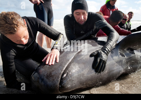 Im Jahr 2009 strandeten Pod falsche Killerwale sich selbst auf mysteriöse Weise Küstenlinie Süden Halbinsel in Cape Town, South Africa Stockfoto