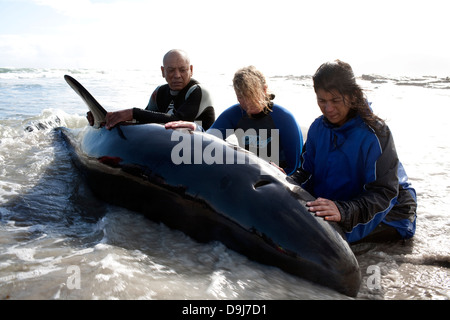 Im Jahr 2009 strandeten Pod falsche Killerwale sich selbst auf mysteriöse Weise Küstenlinie Süden Halbinsel in Cape Town, South Africa Stockfoto