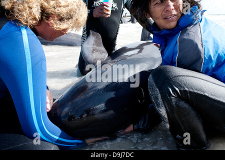 Im Jahr 2009 strandeten Pod falsche Killerwale sich selbst auf mysteriöse Weise Küstenlinie Süden Halbinsel in Cape Town, South Africa Stockfoto