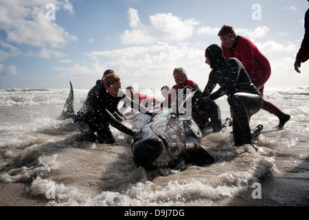 Im Jahr 2009 strandeten Pod falsche Killerwale sich selbst auf mysteriöse Weise Küstenlinie Süden Halbinsel in Cape Town, South Africa Stockfoto