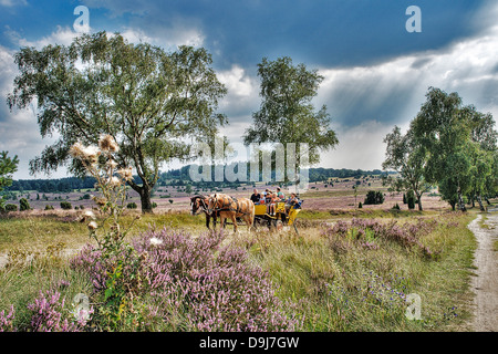 Beförderung in der Lüneburger Heide Stockfoto