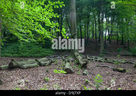 Gefällten Bäumen liegenden auf dem Boden in Buche Blätter nur draußen ein Gebiet voller Buchenwäldern bedeckt. Stockfoto